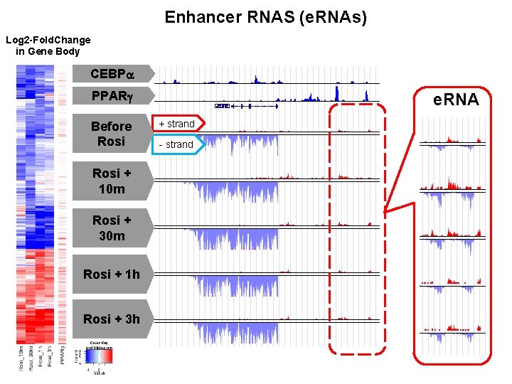 Enhancer RNAS (e. RNAs) Log 2 -Fold. Change in Gene Body CEBPa PPARg Before