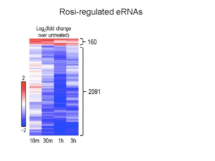 Rosi-regulated e. RNAs 