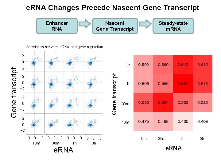 e. RNA Changes Precede Nascent Gene Transcript Enhancer RNA Nascent Gene Transcript Steady-state m.