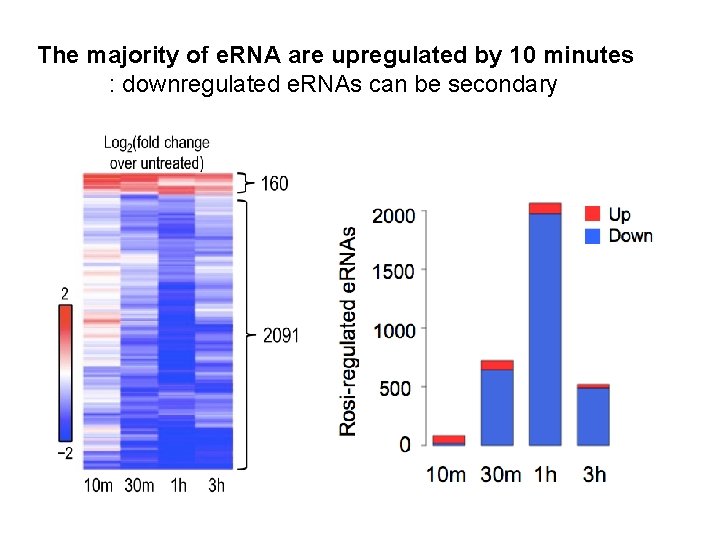 The majority of e. RNA are upregulated by 10 minutes : downregulated e. RNAs