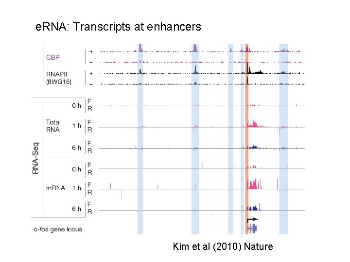 e. RNA: Transcripts at enhancers Discussions Kim et al (2010) Nature 