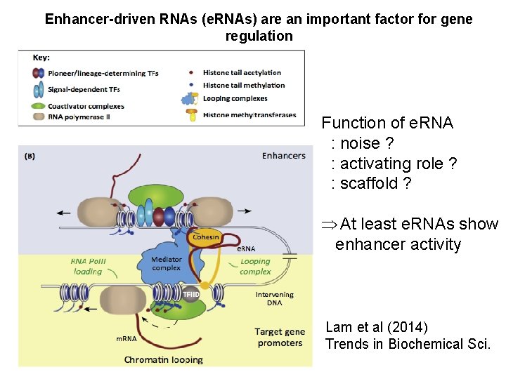 Enhancer-driven RNAs (e. RNAs) are an important factor for gene regulation Function of e.