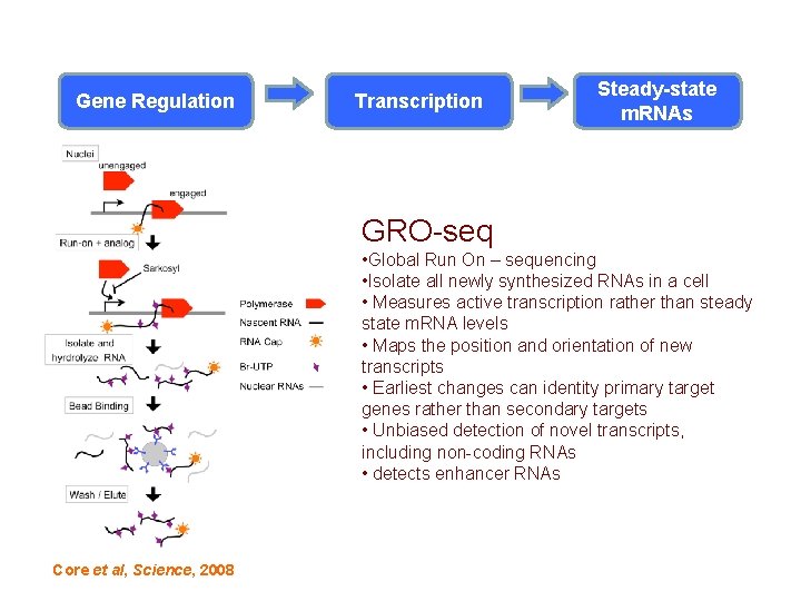 Transcription: An Understudied Step in Gene Regulation Transcription Steady-state m. RNAs GRO-seq • Global