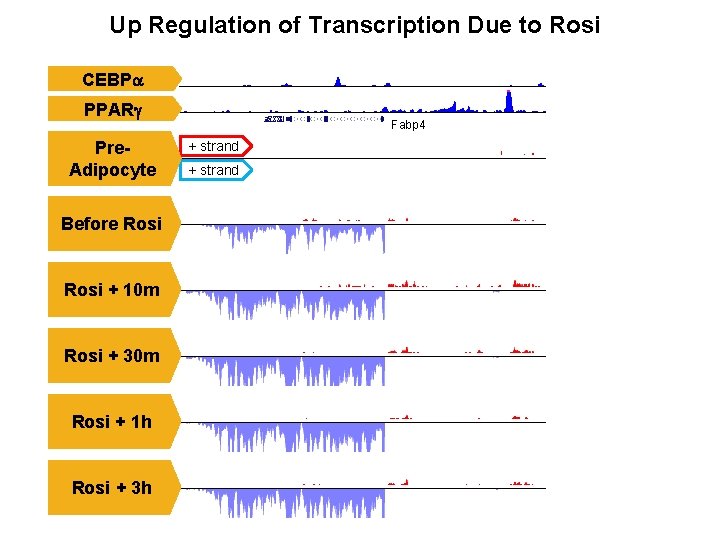 Up Regulation of Transcription Due to Rosi CEBPa PPARg Pre. Adipocyte Before Rosi +