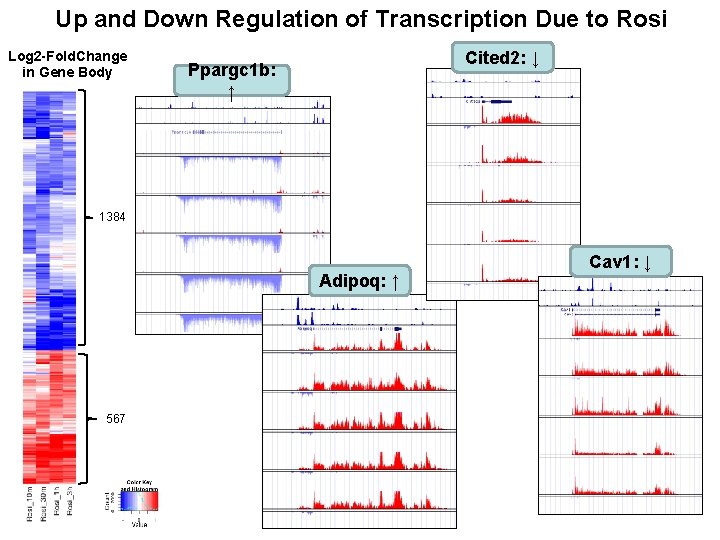 Up and Down Regulation of Transcription Due to Rosi Log 2 -Fold. Change in