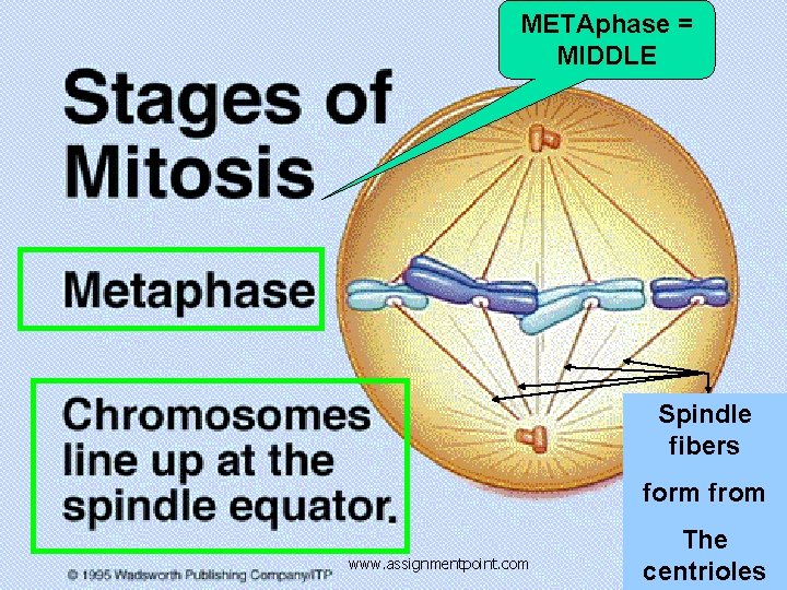 METAphase = MIDDLE Spindle fibers form from www. assignmentpoint. com The centrioles 