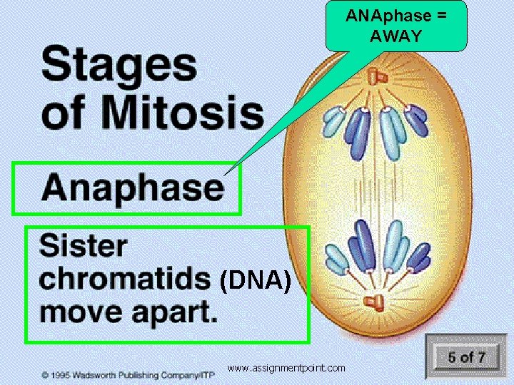 ANAphase = AWAY (DNA) www. assignmentpoint. com 