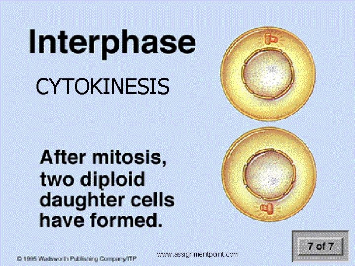 CYTOKINESIS www. assignmentpoint. com 
