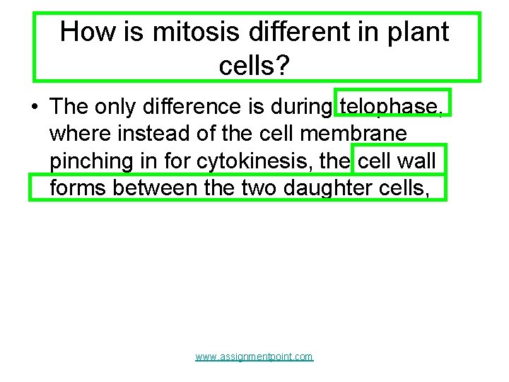 How is mitosis different in plant cells? • The only difference is during telophase,