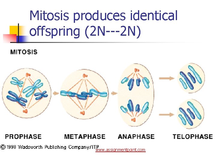Mitosis produces identical offspring (2 N---2 N) www. assignmentpoint. com 