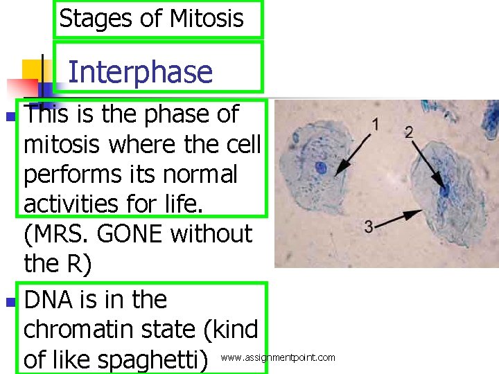 Stages of Mitosis Interphase This is the phase of mitosis where the cell performs