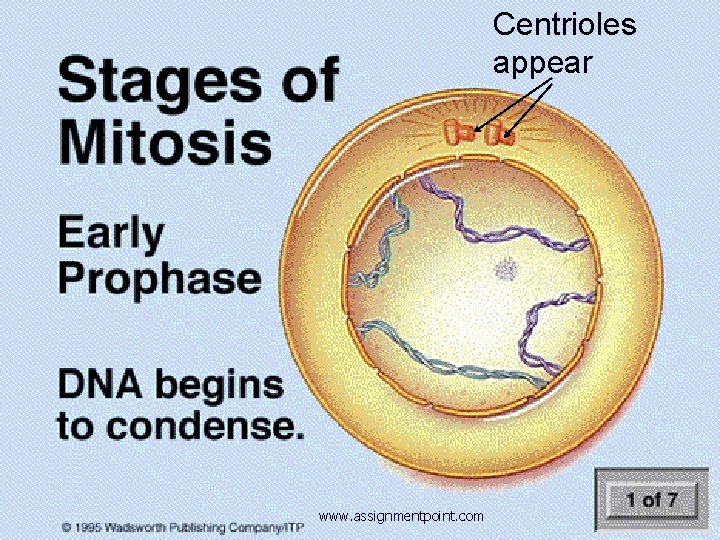 Centrioles appear www. assignmentpoint. com 