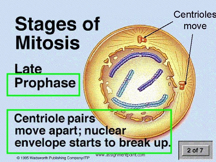 Centrioles move www. assignmentpoint. com 