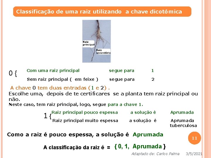 Classificação de uma raiz utilizando a chave dicotómica 0{ Com uma raiz principal segue Classificação de uma raiz utilizando a chave dicotómica 0{ Com uma raiz principal segue