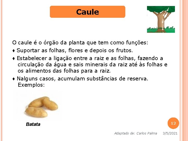 Caule O caule é o órgão da planta que tem como funções: ♦ Suportar Caule O caule é o órgão da planta que tem como funções: ♦ Suportar