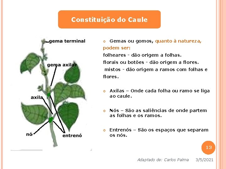 Constituição do Caule Gemas ou gomos, quanto à natureza, podem ser: folheares - dão Constituição do Caule Gemas ou gomos, quanto à natureza, podem ser: folheares - dão
