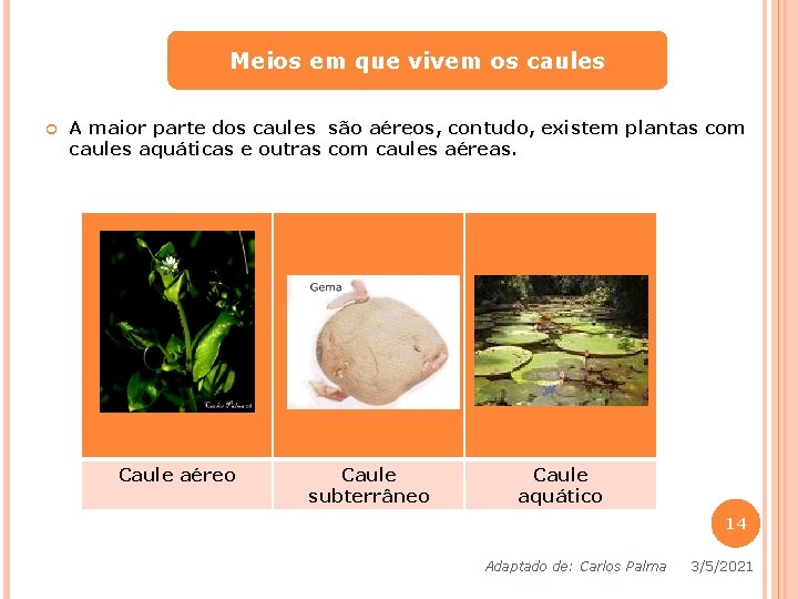 Meios em que vivem os caules A maior parte dos caules são aéreos, contudo, Meios em que vivem os caules A maior parte dos caules são aéreos, contudo,
