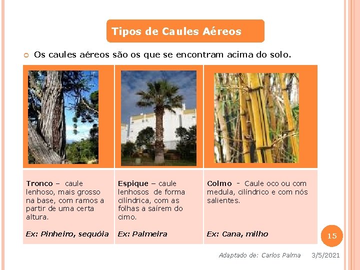 Tipos de Caules Aéreos Os caules aéreos são os que se encontram acima do Tipos de Caules Aéreos Os caules aéreos são os que se encontram acima do
