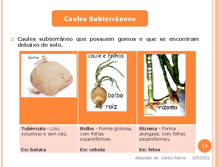 Caules Subterrâneos Caules subterrâneo que possuem gomos e que se encontram debaixo do solo. Caules Subterrâneos Caules subterrâneo que possuem gomos e que se encontram debaixo do solo.