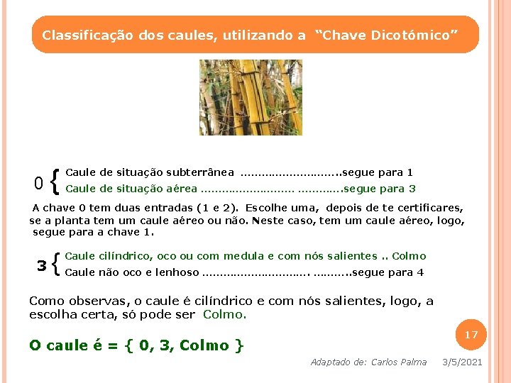 Classificação dos caules, utilizando a “Chave Dicotómico” 0 { Caule de situação subterrânea ……………. Classificação dos caules, utilizando a “Chave Dicotómico” 0 { Caule de situação subterrânea …………….