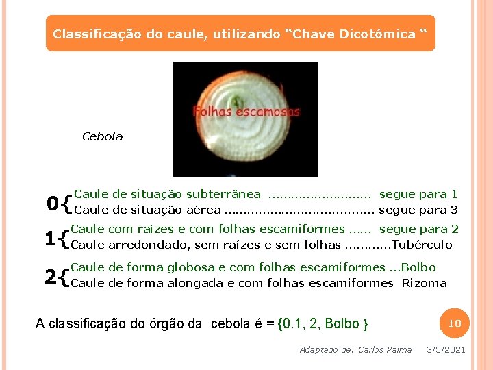 Classificação do caule, utilizando “Chave Dicotómica “ Cebola 0{ Caule de situação subterrânea …………… Classificação do caule, utilizando “Chave Dicotómica “ Cebola 0{ Caule de situação subterrânea ……………
