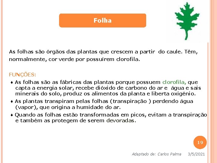 Folha As folhas são órgãos das plantas que crescem a partir do caule. Têm, Folha As folhas são órgãos das plantas que crescem a partir do caule. Têm,