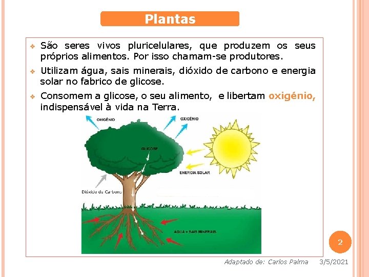 Plantas v São seres vivos pluricelulares, que produzem os seus próprios alimentos. Por isso Plantas v São seres vivos pluricelulares, que produzem os seus próprios alimentos. Por isso