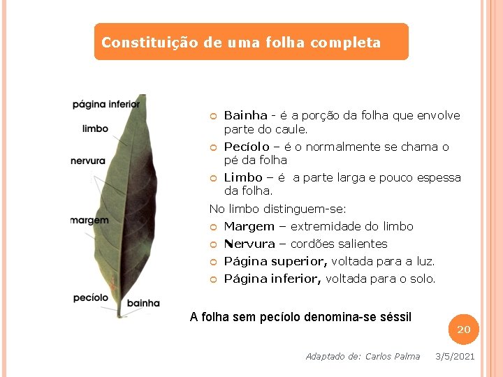 Constituição de uma folha completa Bainha - é a porção da folha que envolve Constituição de uma folha completa Bainha - é a porção da folha que envolve