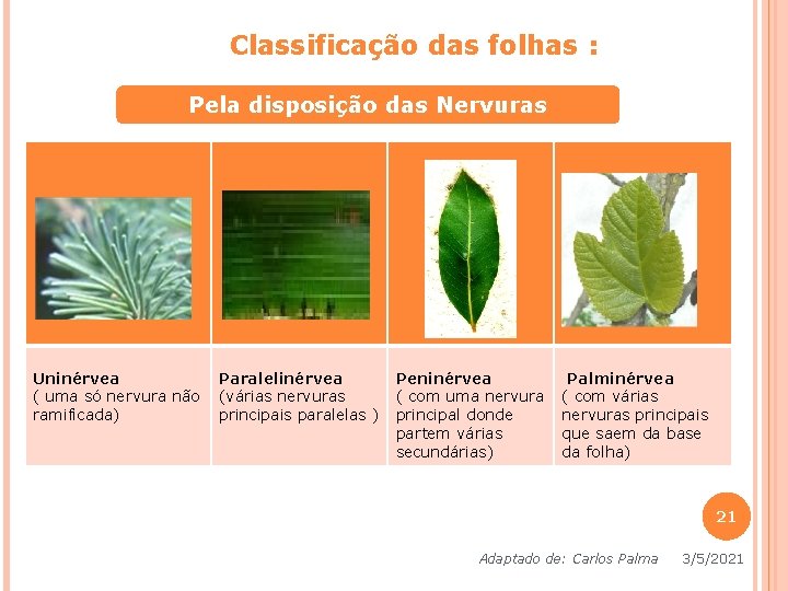 Classificação das folhas : Pela disposição das Nervuras Uninérvea ( uma só nervura não Classificação das folhas : Pela disposição das Nervuras Uninérvea ( uma só nervura não