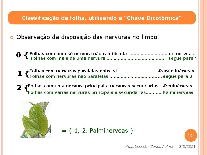 Classificação da folha, utilizando a “Chave Dicotómica” Observação da disposição das nervuras no limbo. Classificação da folha, utilizando a “Chave Dicotómica” Observação da disposição das nervuras no limbo.
