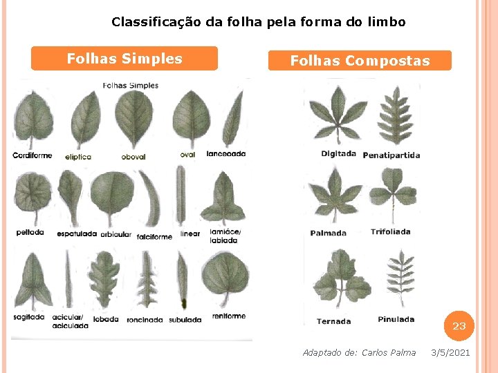 Classificação da folha pela forma do limbo Folhas Simples Folhas Compostas 23 Adaptado de: Classificação da folha pela forma do limbo Folhas Simples Folhas Compostas 23 Adaptado de: