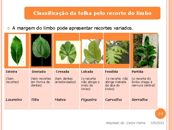 Classificação da folha pelo recorte do limbo A margem do limbo pode apresentar recortes Classificação da folha pelo recorte do limbo A margem do limbo pode apresentar recortes