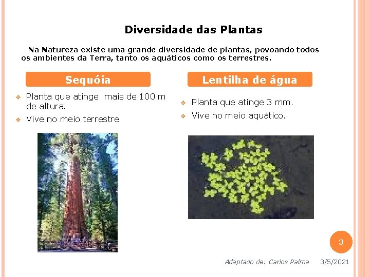 Diversidade das Plantas Na Natureza existe uma grande diversidade de plantas, povoando todos os Diversidade das Plantas Na Natureza existe uma grande diversidade de plantas, povoando todos os