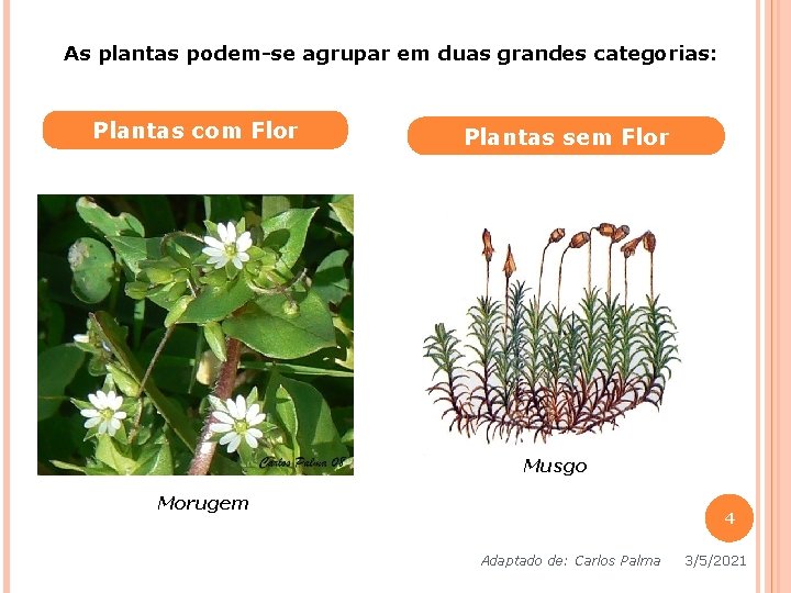 As plantas podem-se agrupar em duas grandes categorias: Plantas com Flor Plantas sem Flor As plantas podem-se agrupar em duas grandes categorias: Plantas com Flor Plantas sem Flor