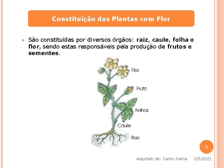 Constituição das Plantas com Flor v São constituídas por diversos órgãos: raiz, caule, folha Constituição das Plantas com Flor v São constituídas por diversos órgãos: raiz, caule, folha