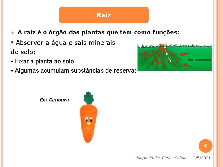 Raiz v A raiz é o órgão das plantas que tem como funções: ▪ Raiz v A raiz é o órgão das plantas que tem como funções: ▪