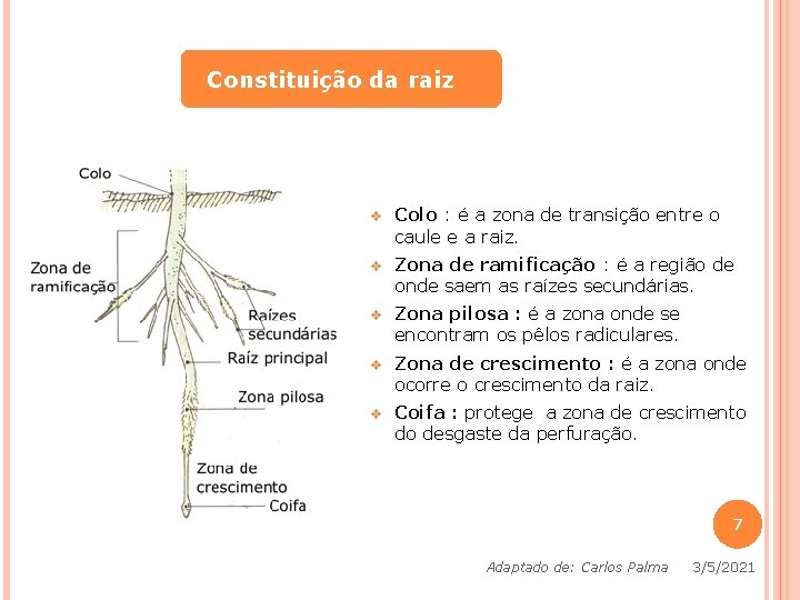 Constituição da raiz v Colo : é a zona de transição entre o caule Constituição da raiz v Colo : é a zona de transição entre o caule