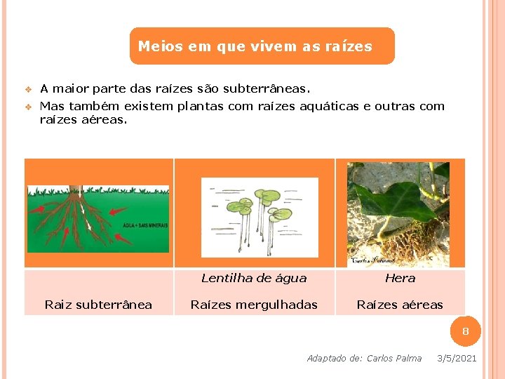 Meios em que vivem as raízes v A maior parte das raízes são subterrâneas. Meios em que vivem as raízes v A maior parte das raízes são subterrâneas.