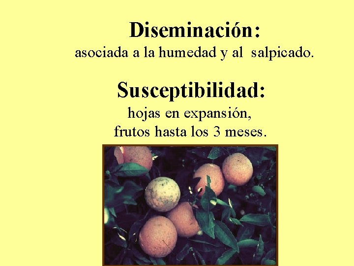 Diseminación: asociada a la humedad y al salpicado. Susceptibilidad: hojas en expansión, frutos hasta Diseminación: asociada a la humedad y al salpicado. Susceptibilidad: hojas en expansión, frutos hasta