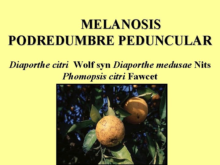 MELANOSIS PODREDUMBRE PEDUNCULAR Diaporthe citri Wolf syn Diaporthe medusae Nits Phomopsis citri Fawcet MELANOSIS PODREDUMBRE PEDUNCULAR Diaporthe citri Wolf syn Diaporthe medusae Nits Phomopsis citri Fawcet