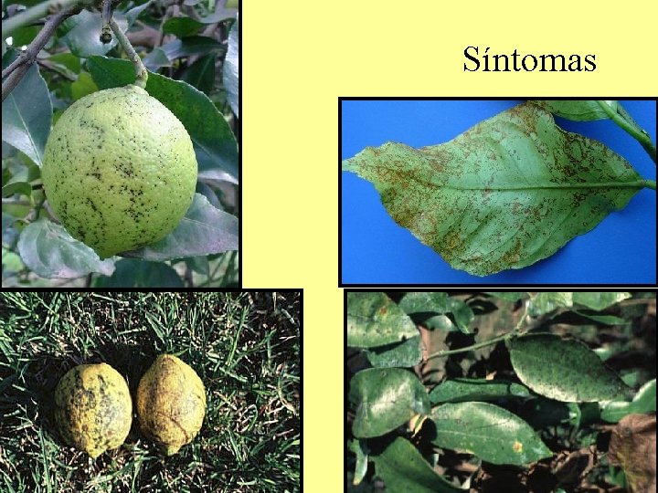 Síntomas Síntomas