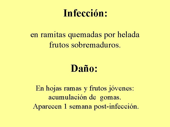 Infección: en ramitas quemadas por helada frutos sobremaduros. Daño: En hojas ramas y frutos Infección: en ramitas quemadas por helada frutos sobremaduros. Daño: En hojas ramas y frutos