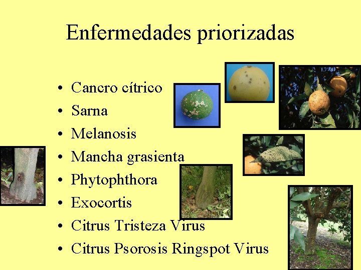 Enfermedades priorizadas • • Cancro cítrico Sarna Melanosis Mancha grasienta Phytophthora Exocortis Citrus Tristeza Enfermedades priorizadas • • Cancro cítrico Sarna Melanosis Mancha grasienta Phytophthora Exocortis Citrus Tristeza