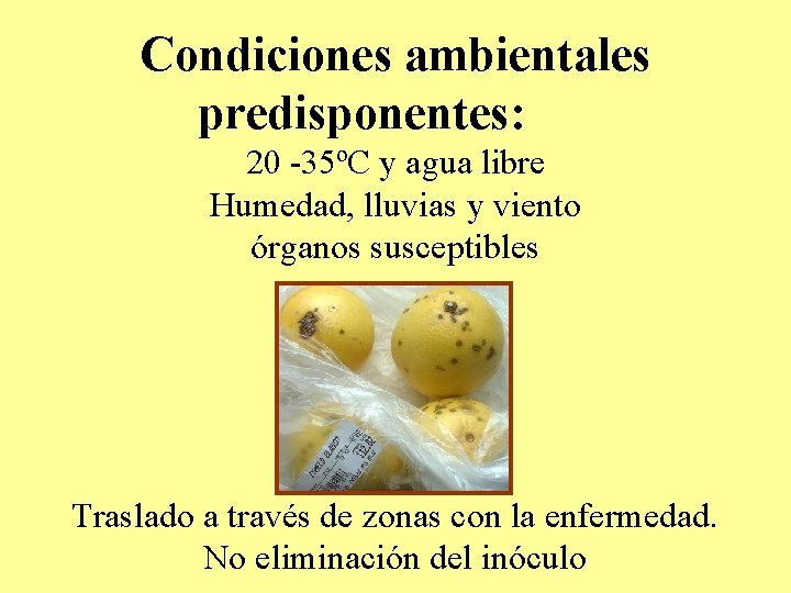 Condiciones ambientales predisponentes: 20 -35ºC y agua libre Humedad, lluvias y viento órganos susceptibles Condiciones ambientales predisponentes: 20 -35ºC y agua libre Humedad, lluvias y viento órganos susceptibles