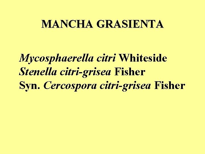 MANCHA GRASIENTA Mycosphaerella citri Whiteside Stenella citri-grisea Fisher Syn. Cercospora citri-grisea Fisher MANCHA GRASIENTA Mycosphaerella citri Whiteside Stenella citri-grisea Fisher Syn. Cercospora citri-grisea Fisher