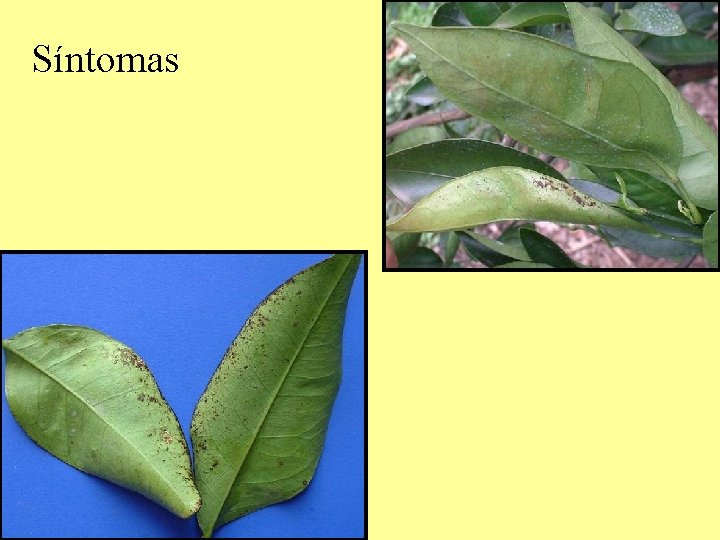 Síntomas Síntomas