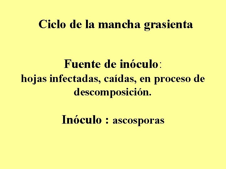 Ciclo de la mancha grasienta Fuente de inóculo: hojas infectadas, caídas, en proceso de Ciclo de la mancha grasienta Fuente de inóculo: hojas infectadas, caídas, en proceso de