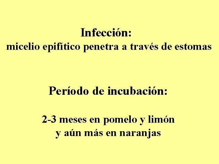 Infección: micelio epifítico penetra a través de estomas Período de incubación: 2 -3 meses Infección: micelio epifítico penetra a través de estomas Período de incubación: 2 -3 meses
