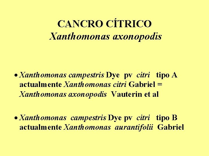 CANCRO CÍTRICO Xanthomonas axonopodis · Xanthomonas campestris Dye pv citri tipo A actualmente Xanthomonas CANCRO CÍTRICO Xanthomonas axonopodis · Xanthomonas campestris Dye pv citri tipo A actualmente Xanthomonas