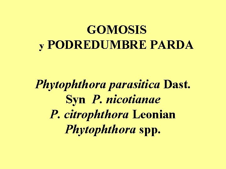 GOMOSIS y PODREDUMBRE PARDA Phytophthora parasitica Dast. Syn P. nicotianae P. citrophthora Leonian Phytophthora GOMOSIS y PODREDUMBRE PARDA Phytophthora parasitica Dast. Syn P. nicotianae P. citrophthora Leonian Phytophthora